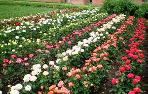 Выращивание бордюрных роз