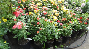 Выращивание бордюрных роз в горшках