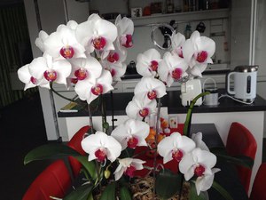 Как ухаживать за орхидеей фаленопсис