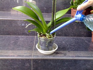 Как вырастить орхидея дома