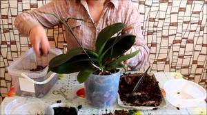  Орхидея - уход в домашних условиях 