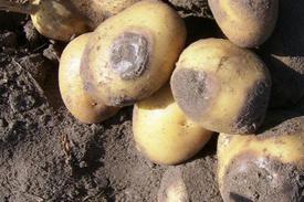 Как бороться с фитофторозом картофеля  
