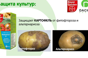 Что такое фитофтора картофеля