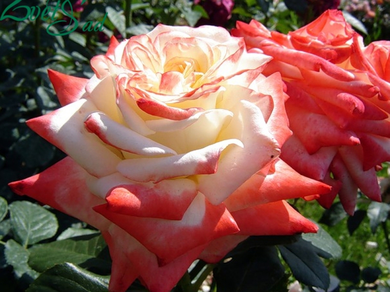Как выглядит роза императрица фарах