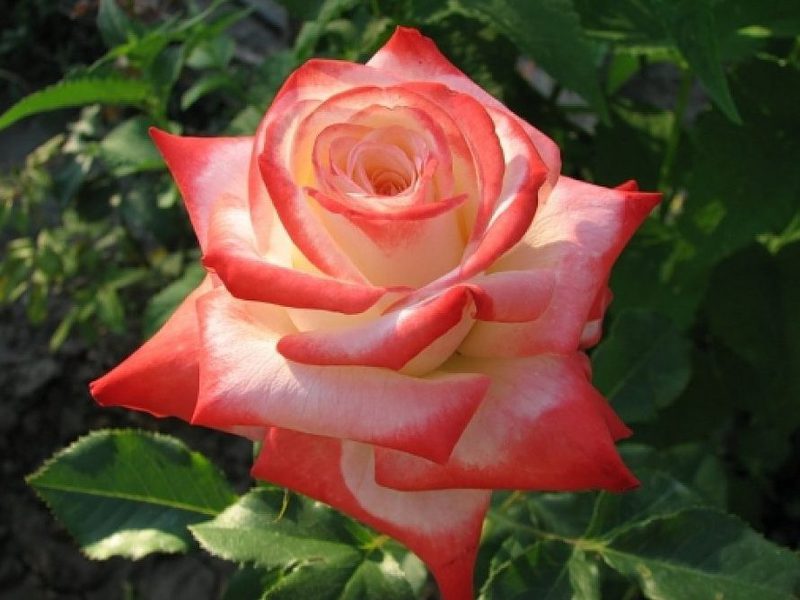 Преимущества сорта розы