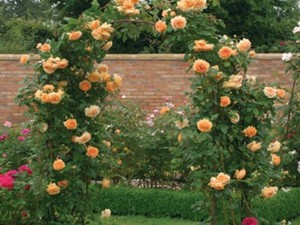 Роза полька - украшение сада