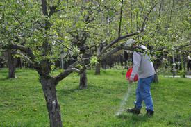 Особенности весенней подкормки груш и яблонь