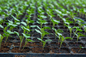 Выращивание рассады цветной капусты