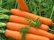 Когда сажать морковь