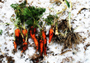 Ранний всход озимой моркови