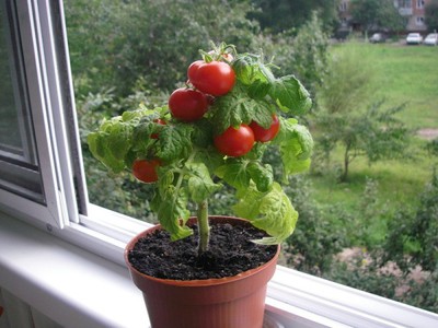 Как вырастить помидоры на подоконнике зимой в квартире