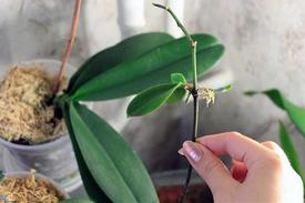 Как размножают орхидею