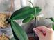Как размножают орхидею
