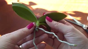Орхидея выращенная из детки