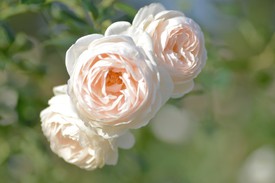 Как вырастить розы Дэвида Остина