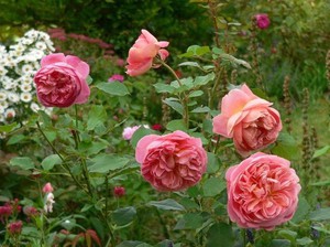 Как посадить розы  сорта Девид Остин