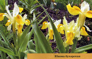 Цветок ирис Юнона бухарская