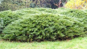 Можжевельник казацкий (Juníperus sabína)