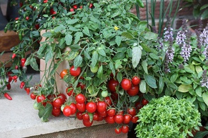 Как вырастить томаты черри дома