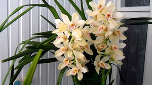 Как поливать орхидею цимбидиум