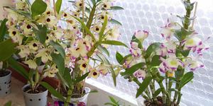 Орхидея Dendrobium nobile