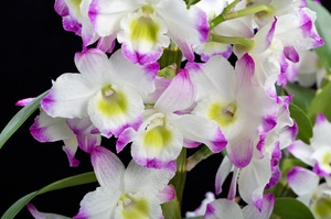 Особенности ухода за орхидеей Dendrobium nobile после цветения 