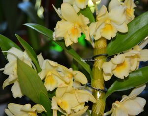 Уход за орхидеей Dendrobium nobile