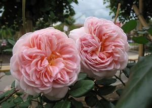 Английский сорт розы Абрахам Дерби
