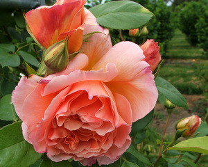 Условия выращивания  розы Абрахам Дерби