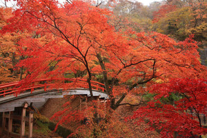 Японский красный клён в ландшафтном дизайне