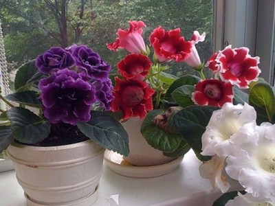 Цветы глоксиния в домашних условиях: фото, посадка и уход