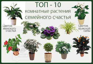 Какие самые полезные растения