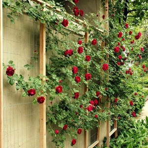 Вертикальная опора для роз
