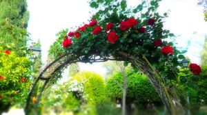 Дизайн арки для роз