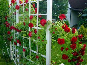 Как сделать для плетистой розы опору