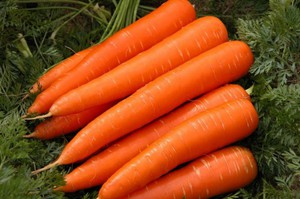 Факторы оказывающие негативное влияние на выращивание моркови
