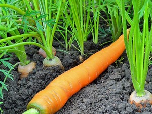 Выращиваем морковь правильно чтобы получить хороший урожай