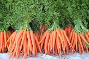 Выращиваем морковь правильно чтобы получить хороший урожай