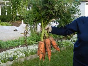 Советы специалистов по выращиванию моркови