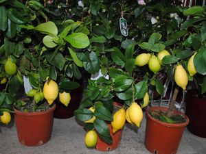 Как вырастить лимон в доме