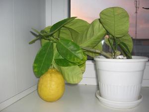 Посадка лимона косточками
