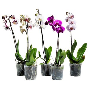 Уход за орхидеей Phalaenopsis после покупки