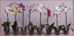 Пересадка орхидеи Phalaenopsis