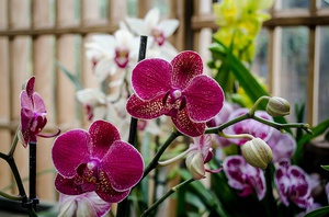 Когда пересаживать орхидею Phalaenopsis