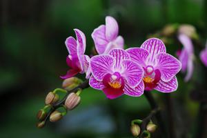 Грунт для орхидеи Phalaenopsis