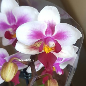 Как поливать орхидею Phalaenopsis
