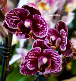 Как размножают орхидею Phalaenopsis