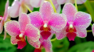 Цветение орхидеи Phalaenopsis