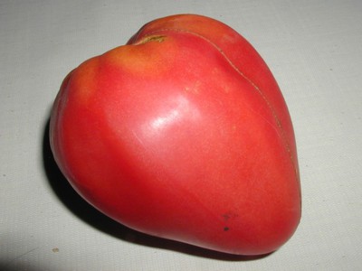 Томат Мазарини – фото, отзывы, описание сорта. Выращивание и уход за помидорами сорта Мазарини