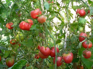 Томат Мазарини - крупноплодная сочная разновидность помидоров